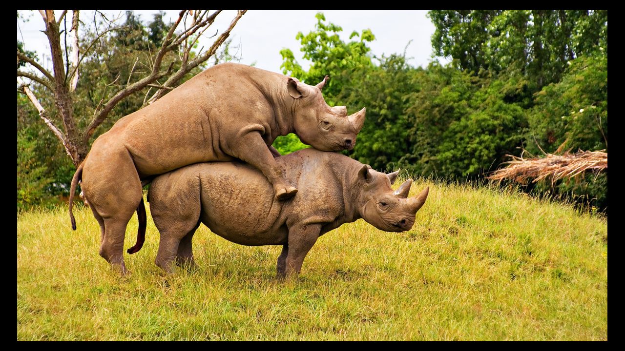 Rhino sex fail